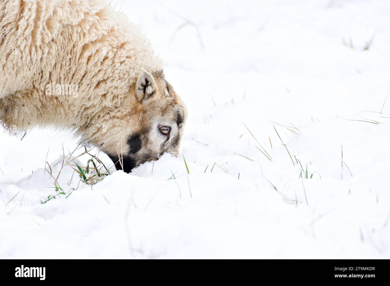 Domestic sheep is searching food under the snow in winter. Livestock on small farm in Czech republic countryside. Copy space for placement of text. Stock Photo