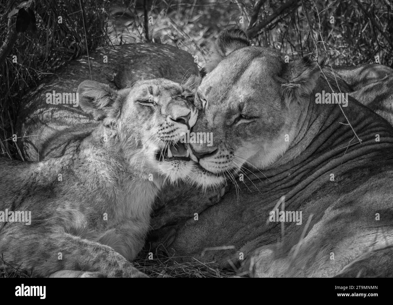 Three cuddly lioness from South Africa, Kruger park, August 2022, black and white close shot Stock Photo
