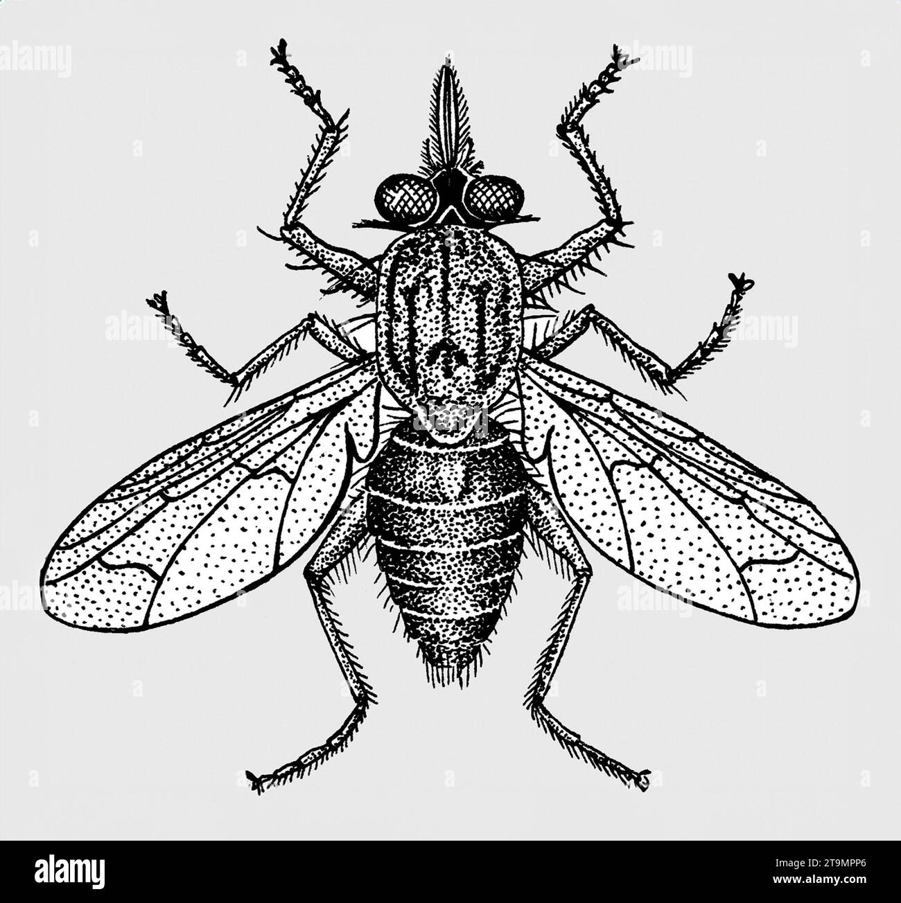 Tsetse Fly. Illustration of a Tsetse fly, genus Glossina. Stock Photo