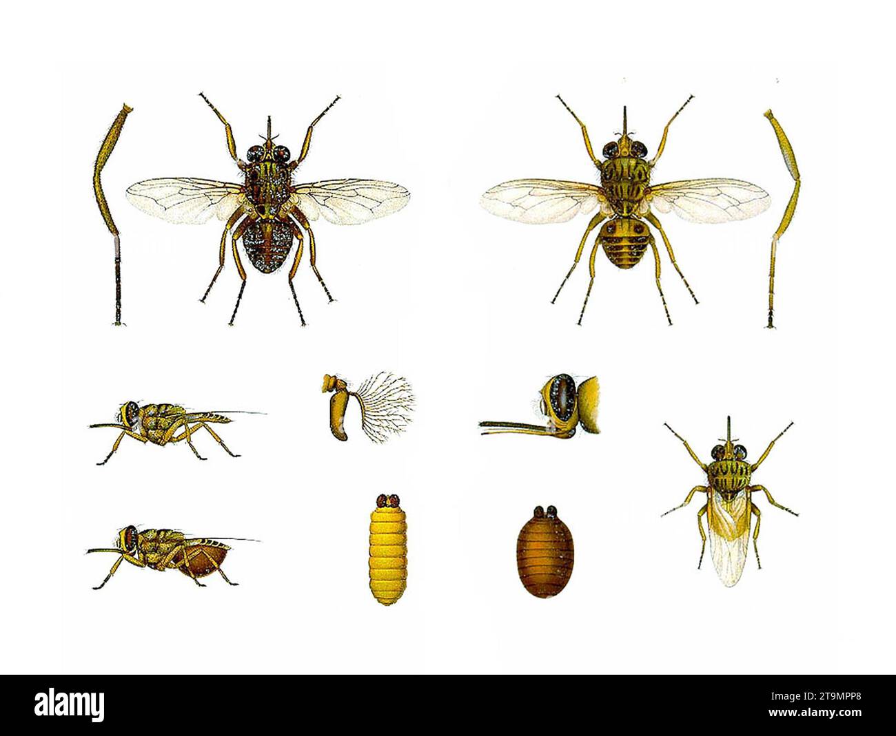 Tsetse Fly. Illustration of a Tsetse fly, Glossina palpalis morsitans Stock Photo