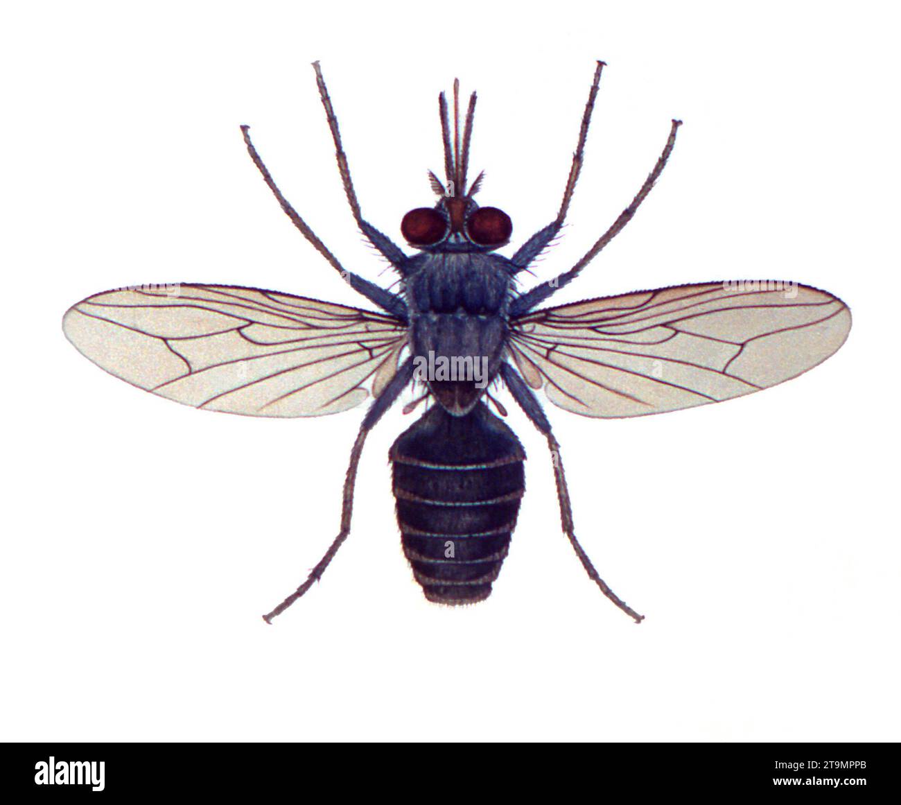 Tsetse Fly. Illustration of a Tsetse fly, Glossina palpalis Stock Photo
