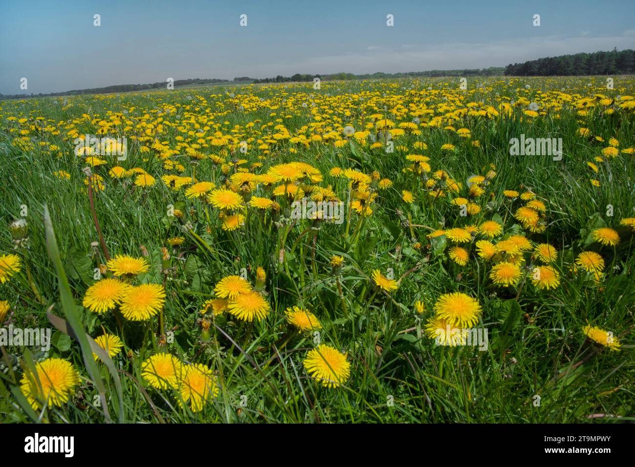 A field of golden yellow dandelions (Taraxacum officinale) at Dethick, Derbyshire, England Stock Photo