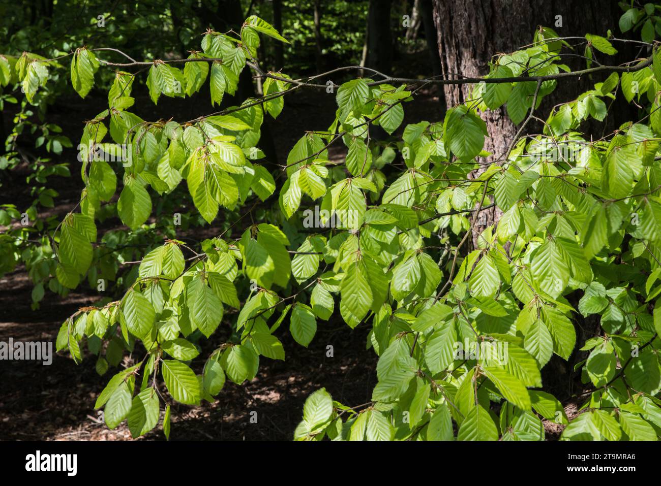 The fresh spring green leaves of a beech tree (Fagus Sylvatica Stock ...