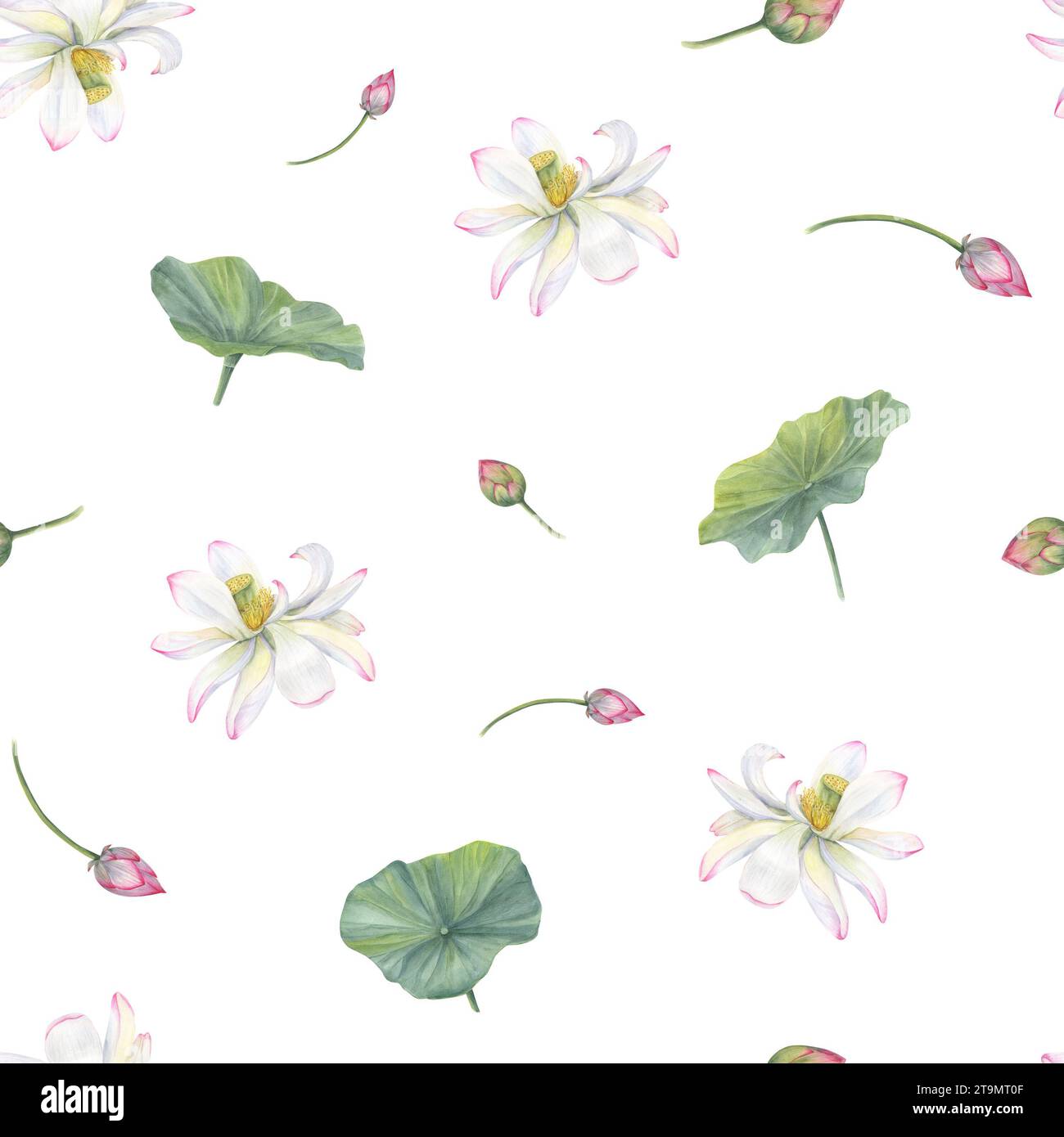 White pink lotus flowers, green leaves. Seamless pattern of blooming water lily. Stock Photo