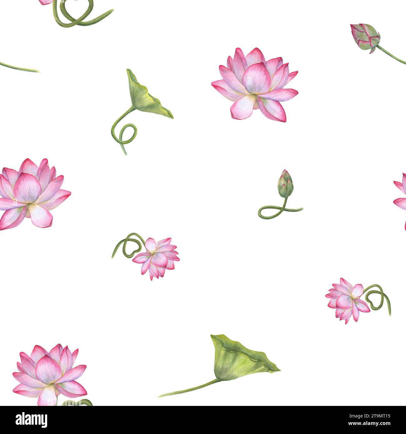 Ornate with white pink lotus flowers, green leaves. Seamless pattern of blooming water lily. Watercolor illustration isolated on white. Stock Photo