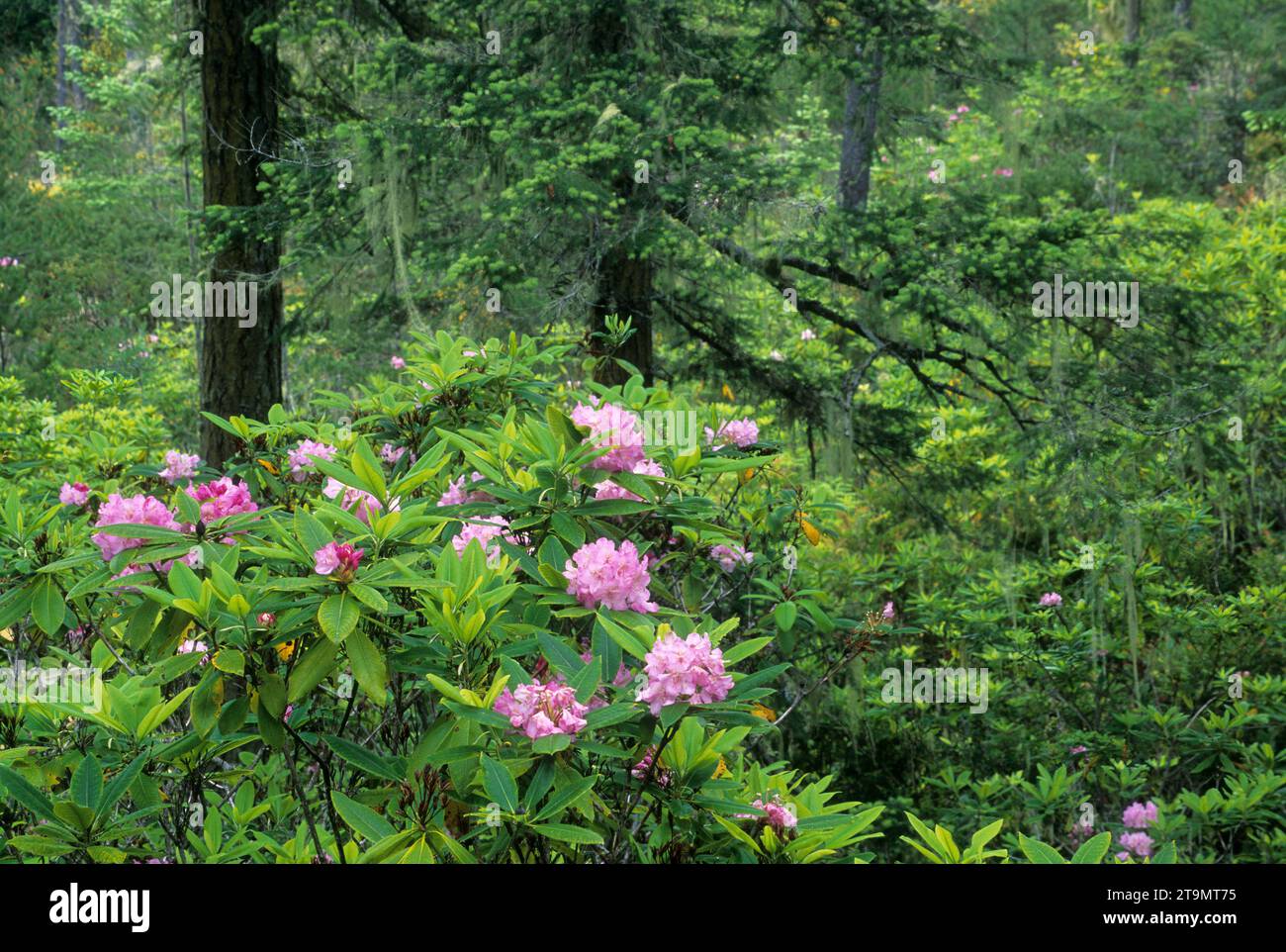 Oregon Native Rhododendron Pacific rhododendron (Rhododendron macrophyllum) in forest, Umpqua ...
