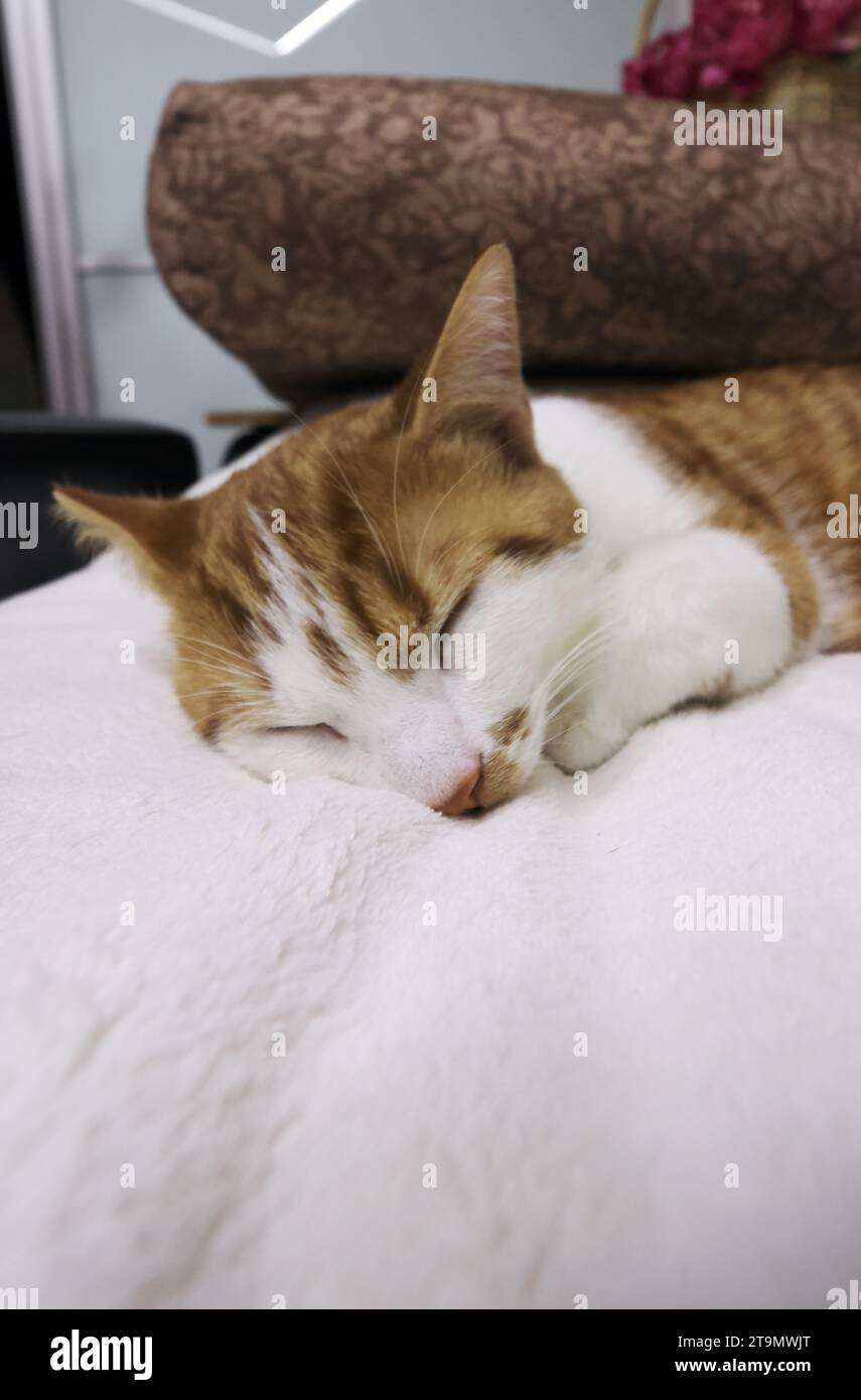 A ginger kitten sleeps on the sofa. Close-up. Stock Photo