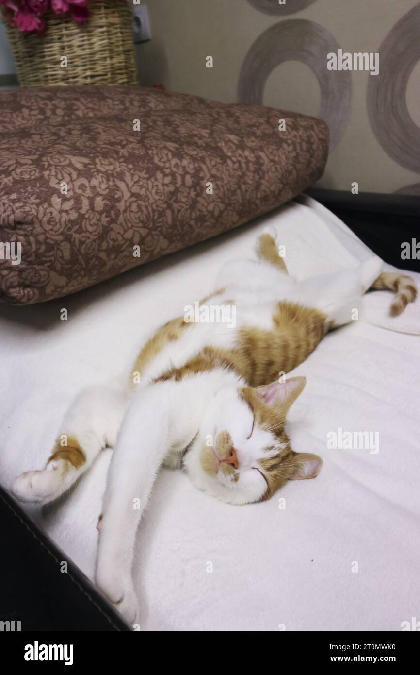 A ginger kitten sleeps on the sofa. Lying on his back. He stretched out his paws. Stock Photo