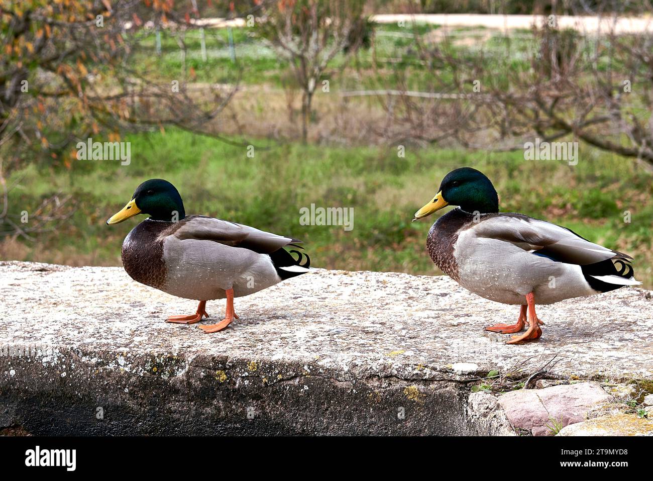 Two ducks on old stone wall. pair, empty space, unfocused anchorage green collar, feathers Stock Photo