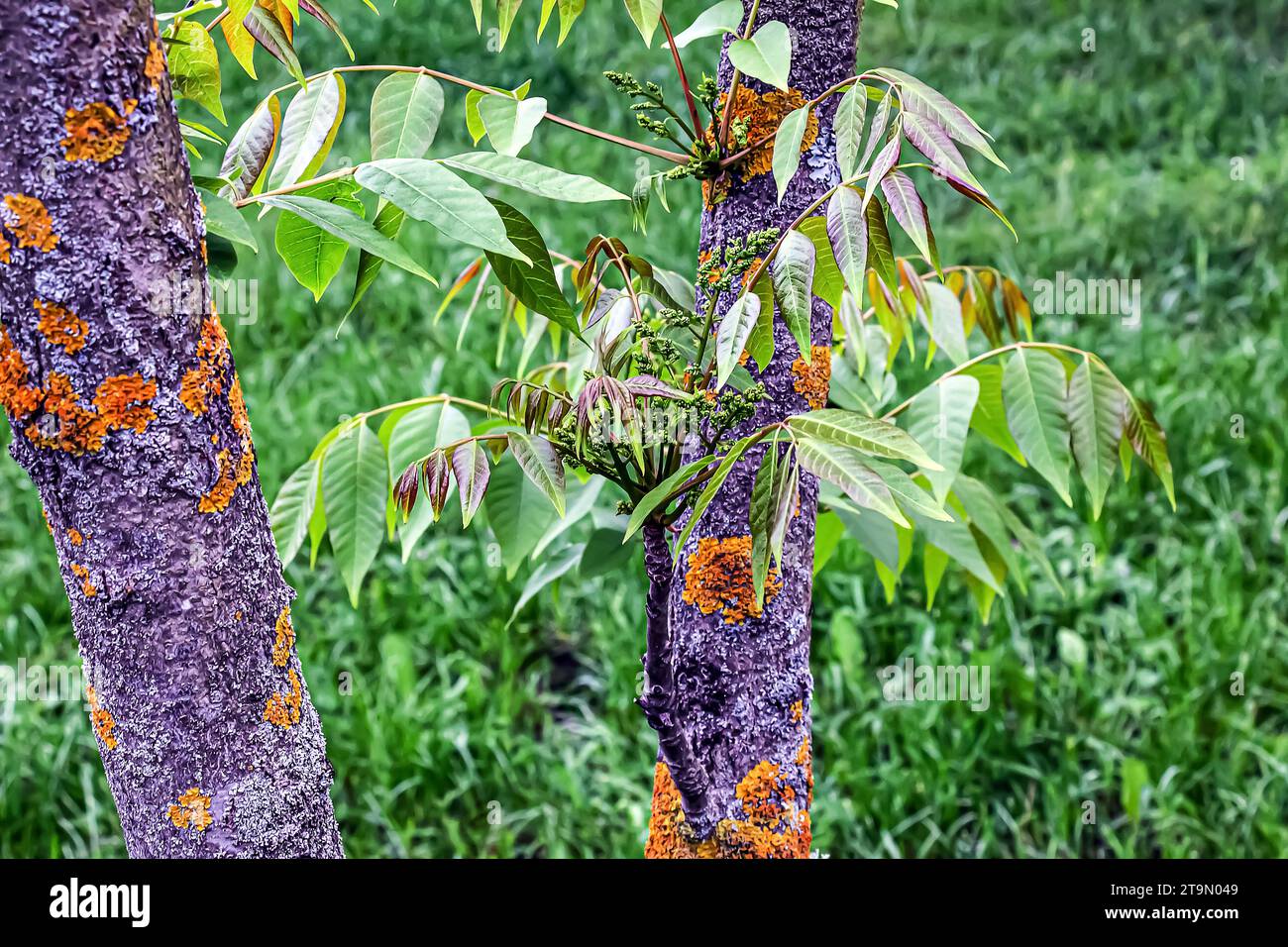 Toxicodendron vernicifluum tree, bark. Decorative form. Toxicodendron ...