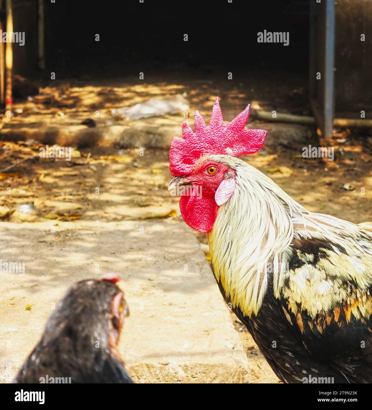 Another chicken grazing hi-res stock photography and images - Alamy