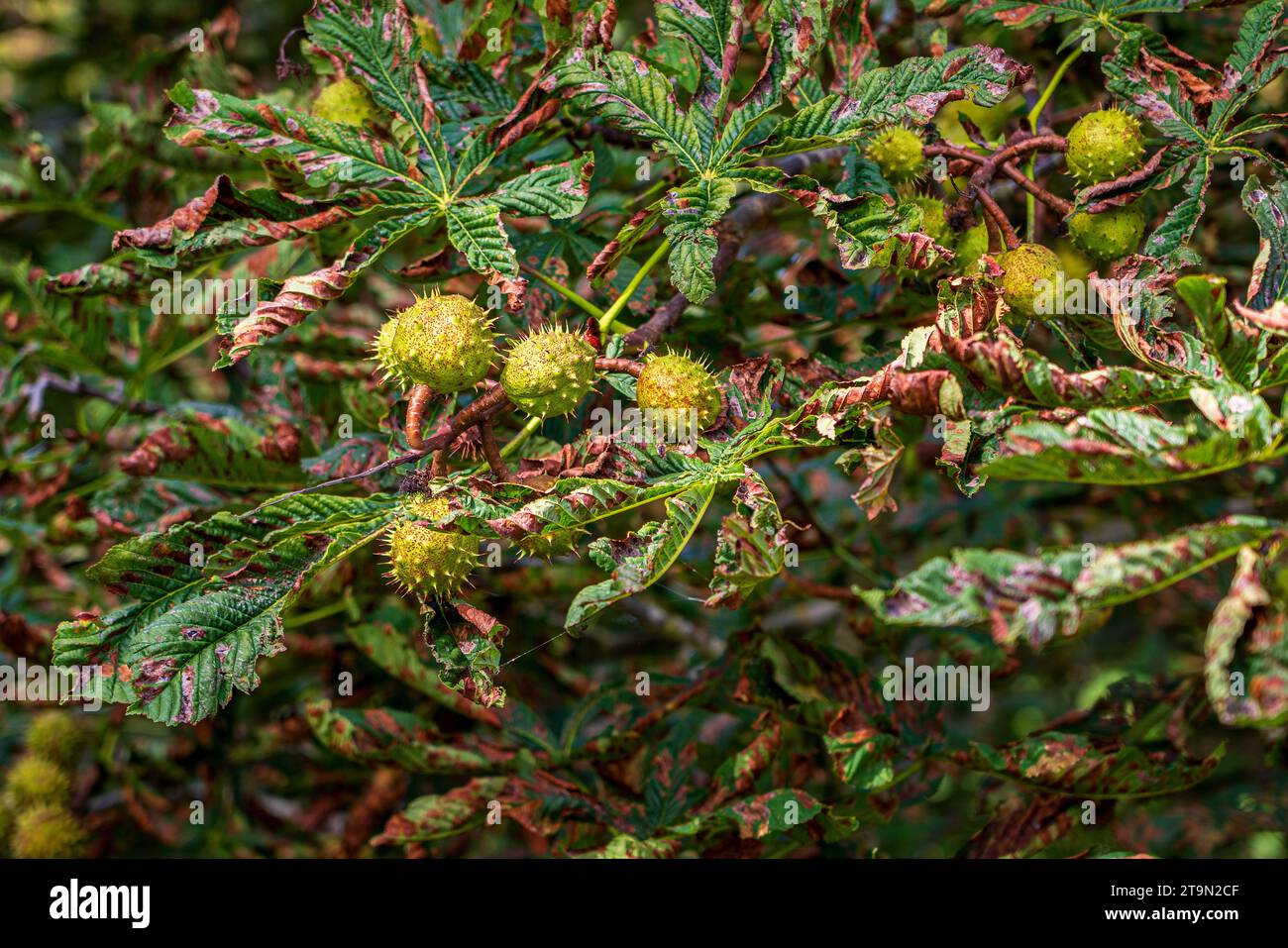 Chestnut tree with chestnuts in autumn. Stock Photo