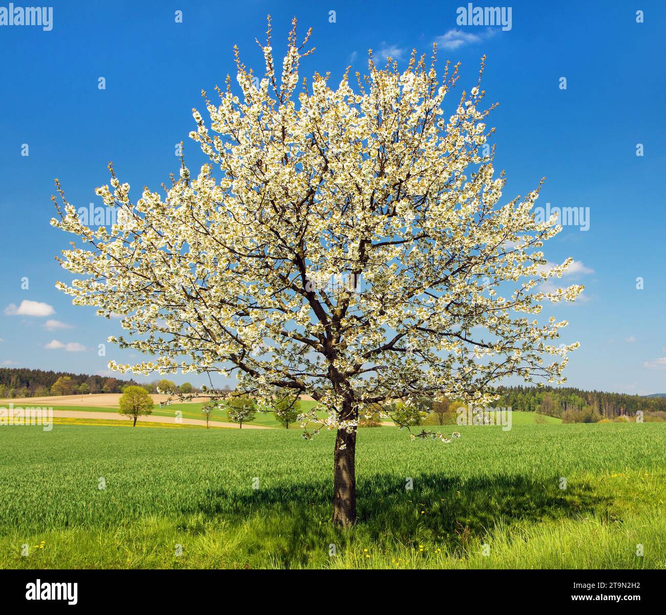 Cherry tree beautiful flowering tree, in latin prunus cerasus Stock Photo