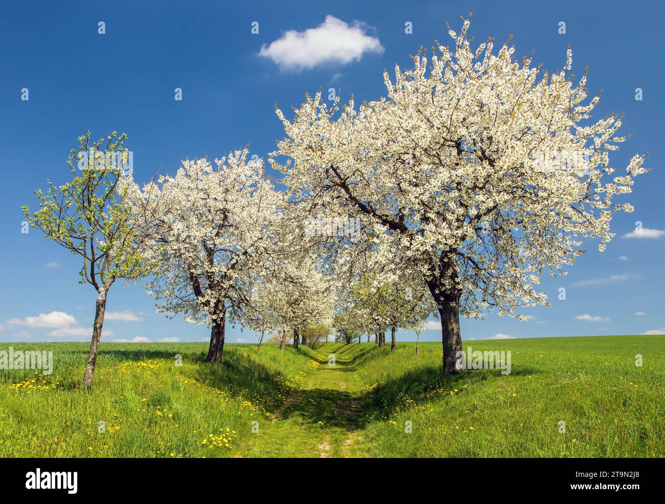 bridle path and alley of flowering cherry and plum trees, Springtime landscape Stock Photo