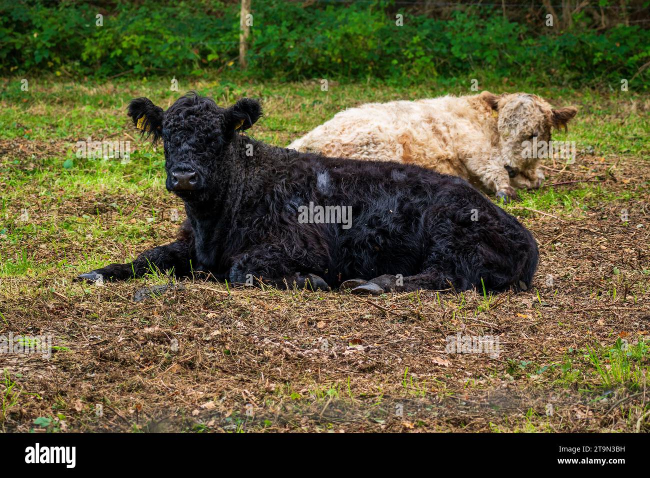 Cattle in nature reserve grazing on pasture. Stock Photo