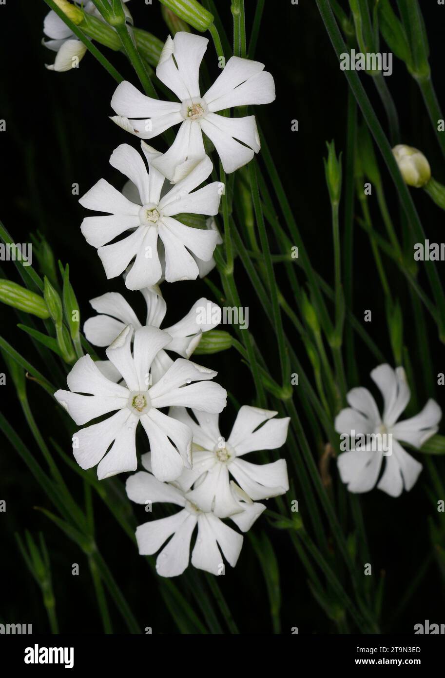 Silene Capensis 'Xhosa' [Syn. Silene undulata] - African Dream Root ...