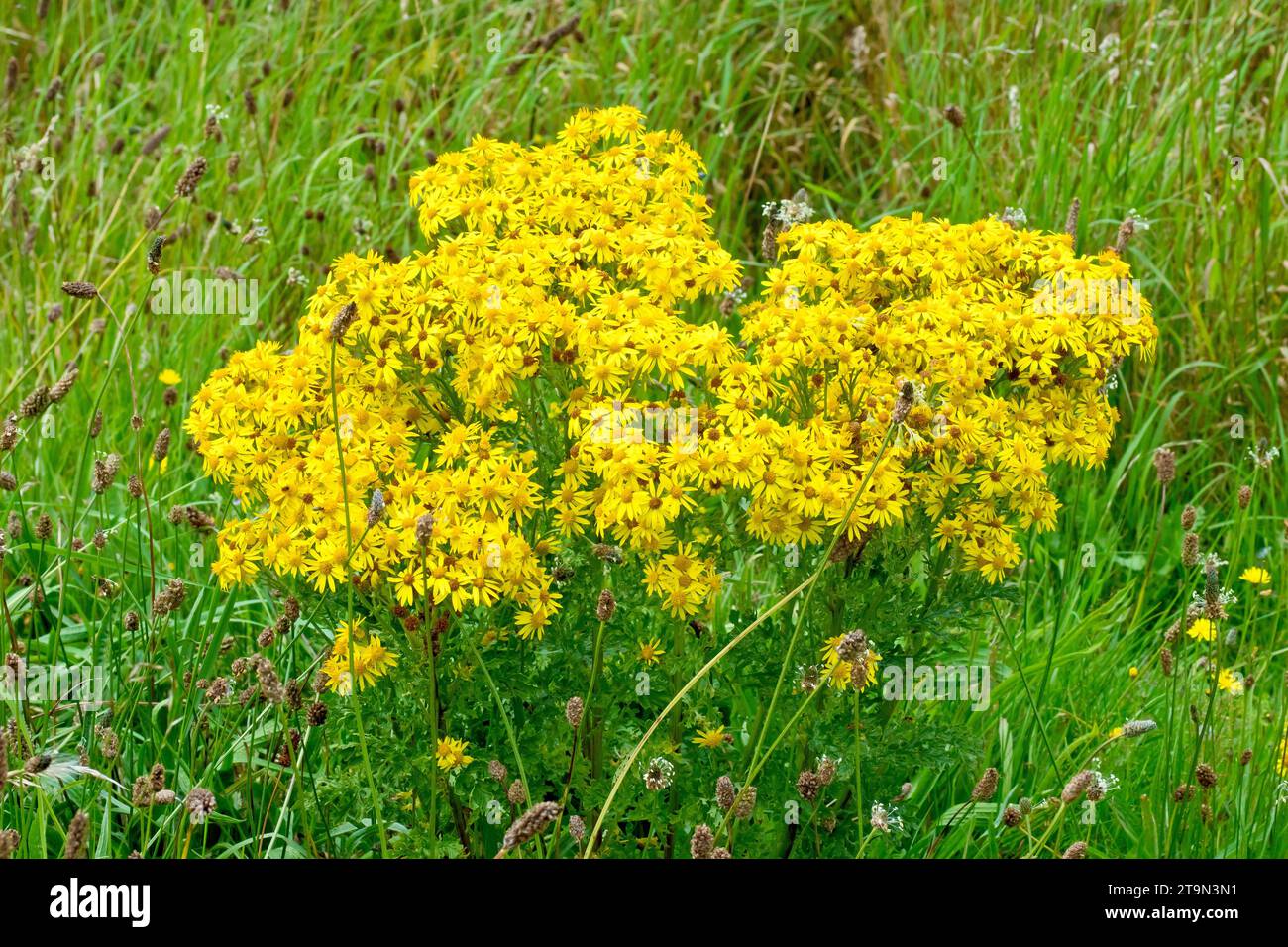 Field of ragwort in flower hi-res stock photography and images - Alamy