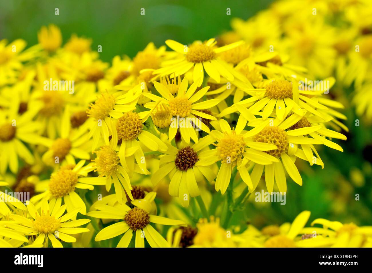 Common Ragwort (senecio jacobaea), close up showing the mass of yellow flowers the common grassland plant produces during the summer. Stock Photo