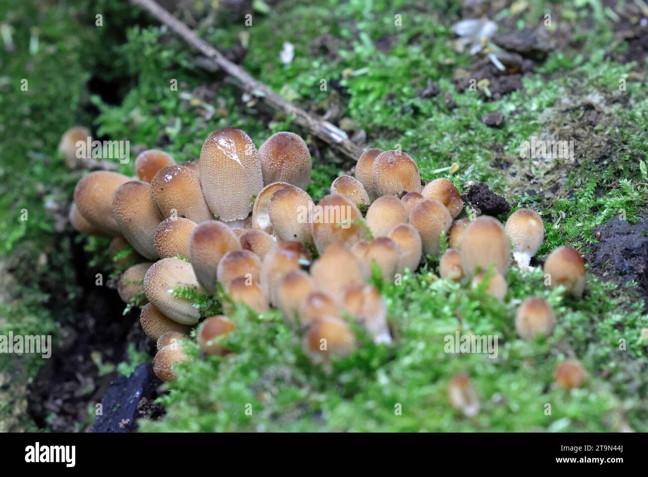 A small clump of fungus on a rotting log Stock Photo