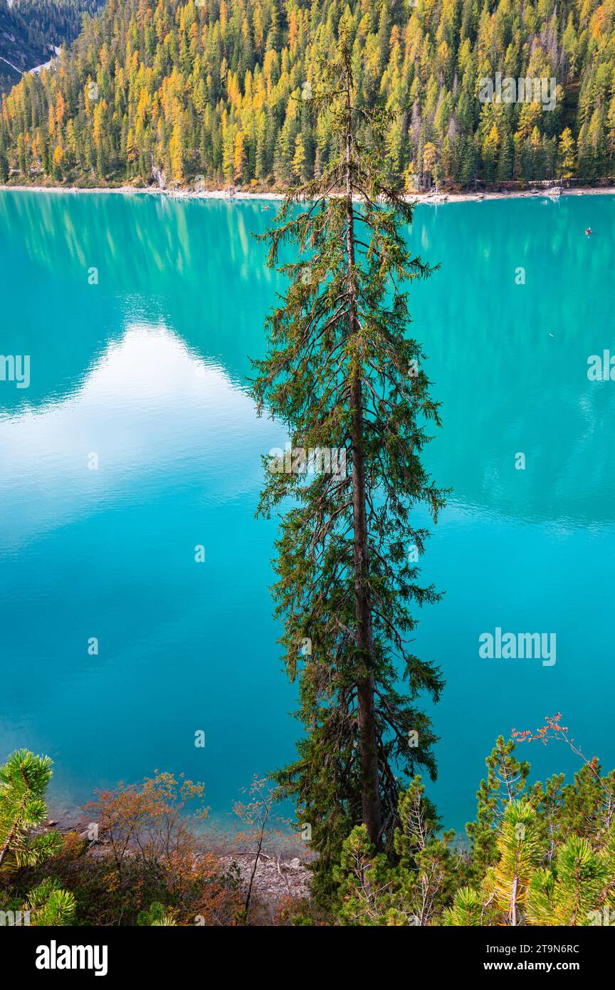 Tall thin tree hi-res stock photography and images - Alamy