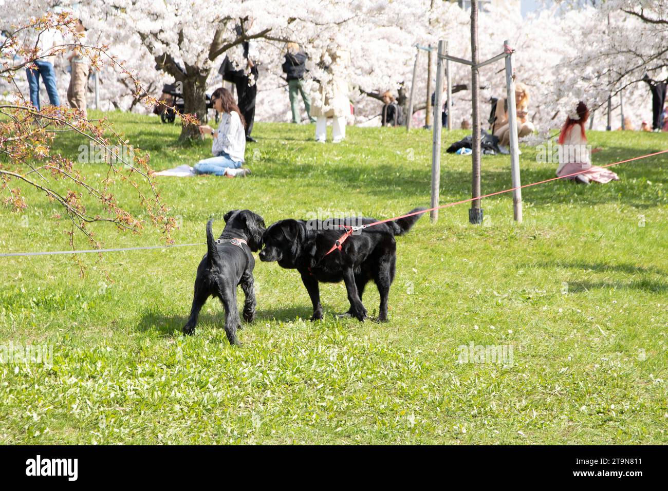photography, dog walking, pet, active lifestyle, public park, togetherness, person, animal, outdoor, lifestyle, weekend activities, purebred dog, look Stock Photo