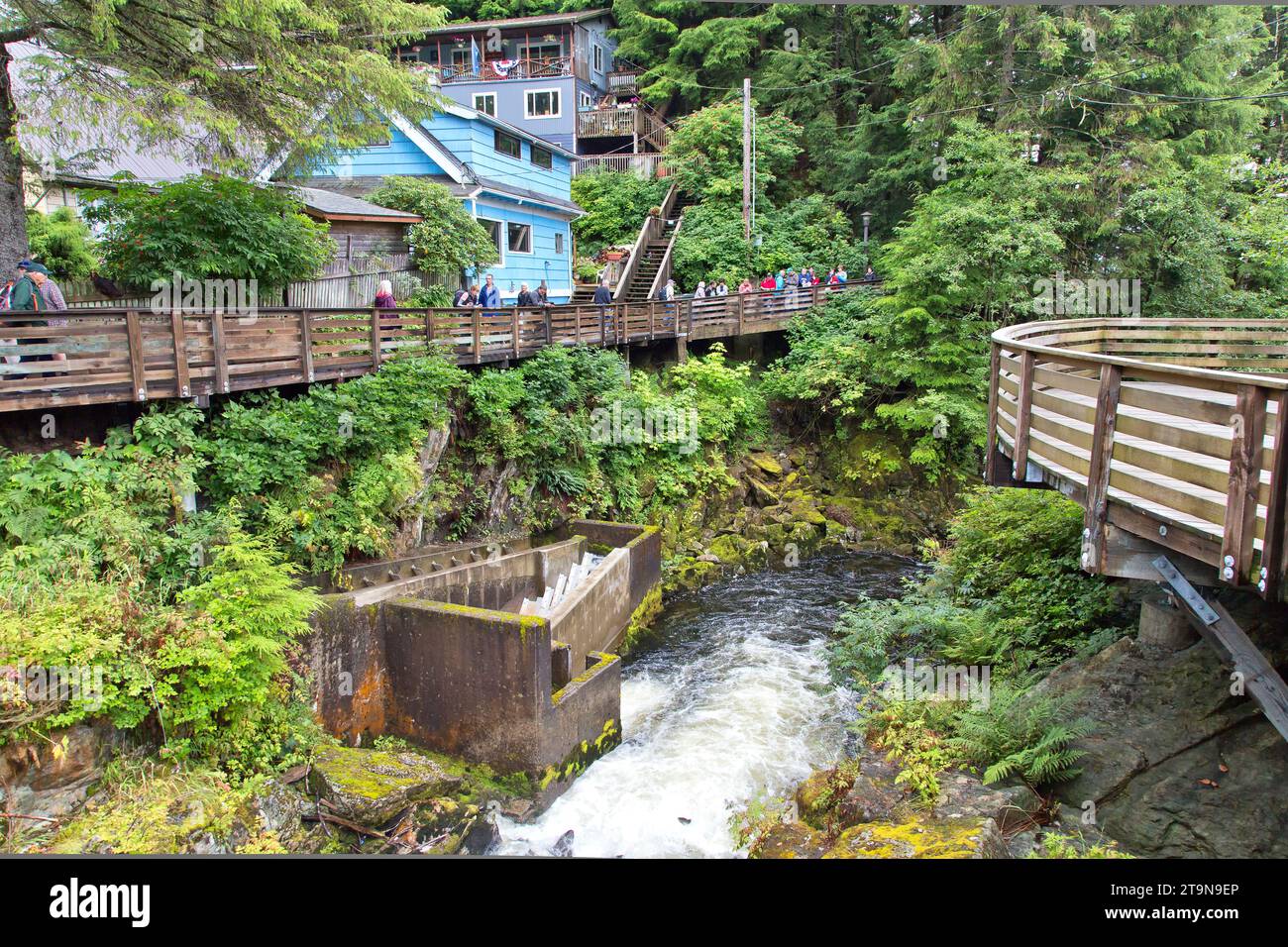 Ketchikan Creek Falls, Pacific salmon 'Oncorhynchus' fish ladder