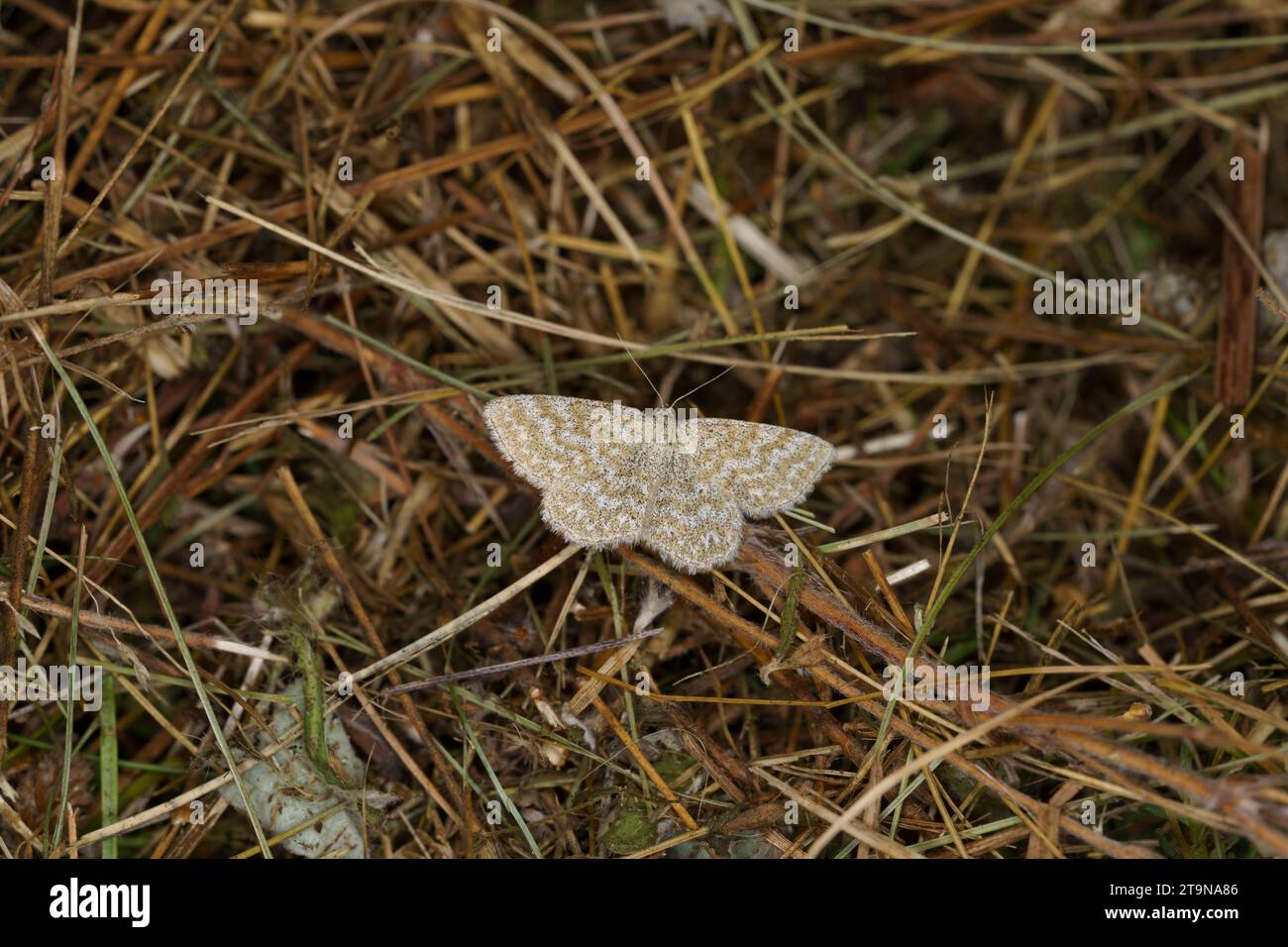 Moth lewes wave hi-res stock photography and images - Alamy