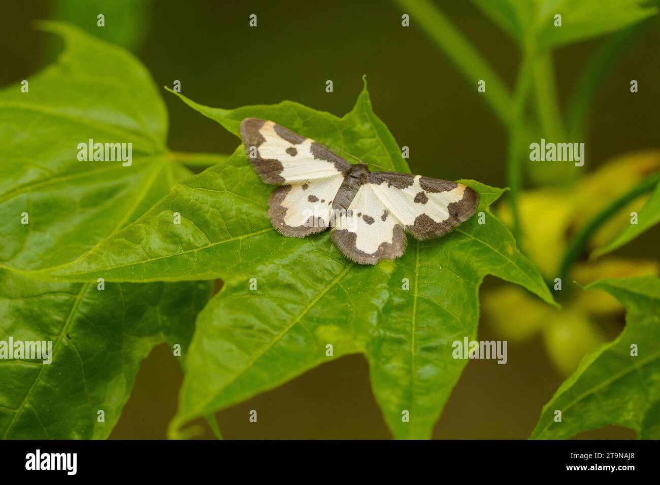 Lomaspilis marginata Family Geometridae Genus Lomaspilis Clouded border moth wild nature insect wallpaper, picture, photography Stock Photo