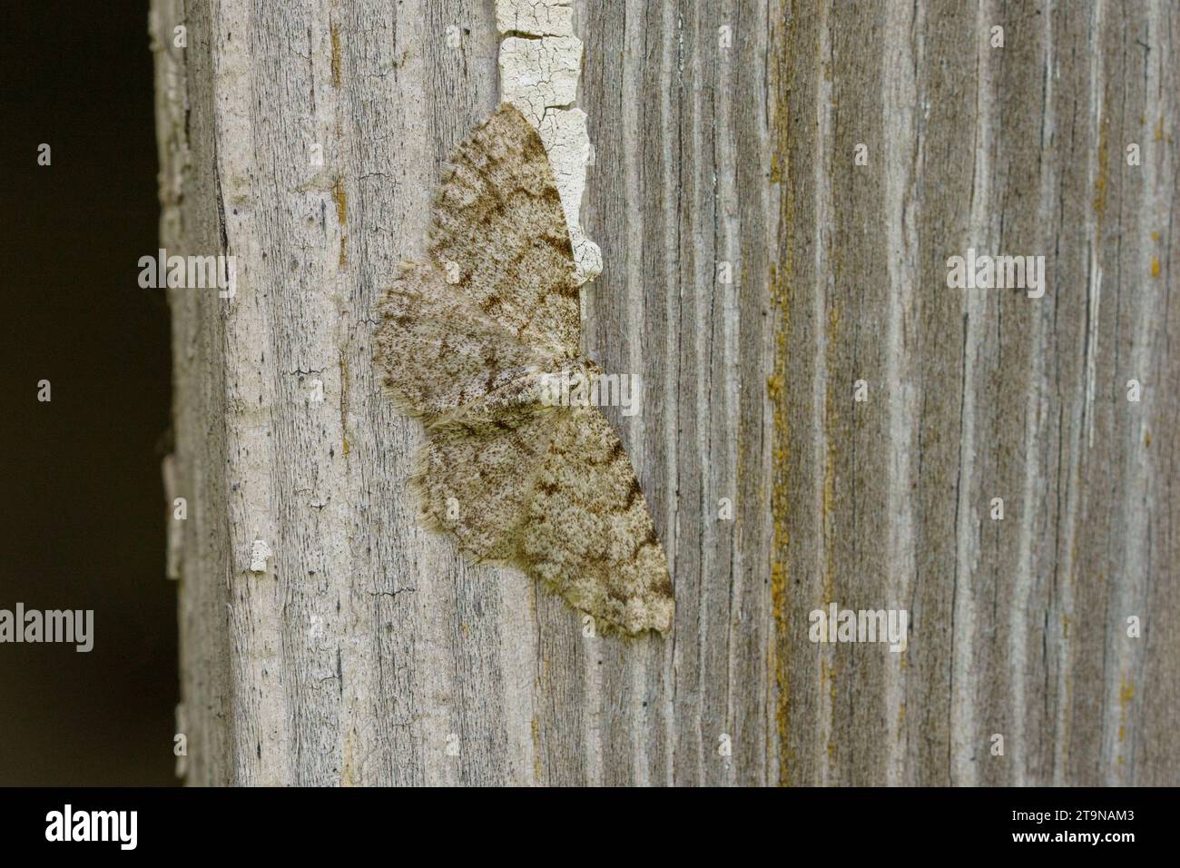 Aethalura punctulata Family Geometridae Genus Aethalura Grey birch moth wild nature insect wallpaper, picture, photography Stock Photo