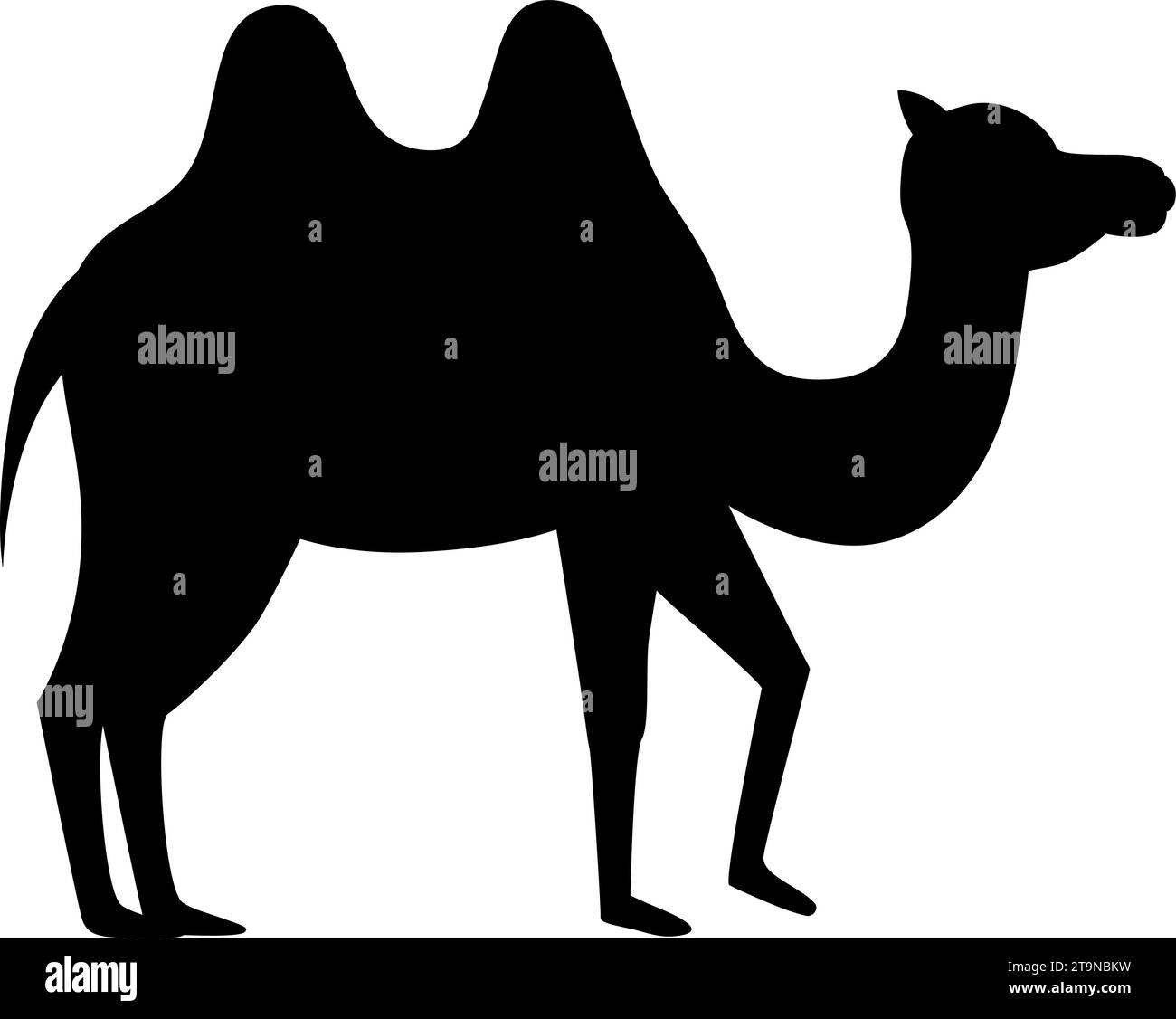 White arabian camel Black and White Stock Photos & Images - Alamy