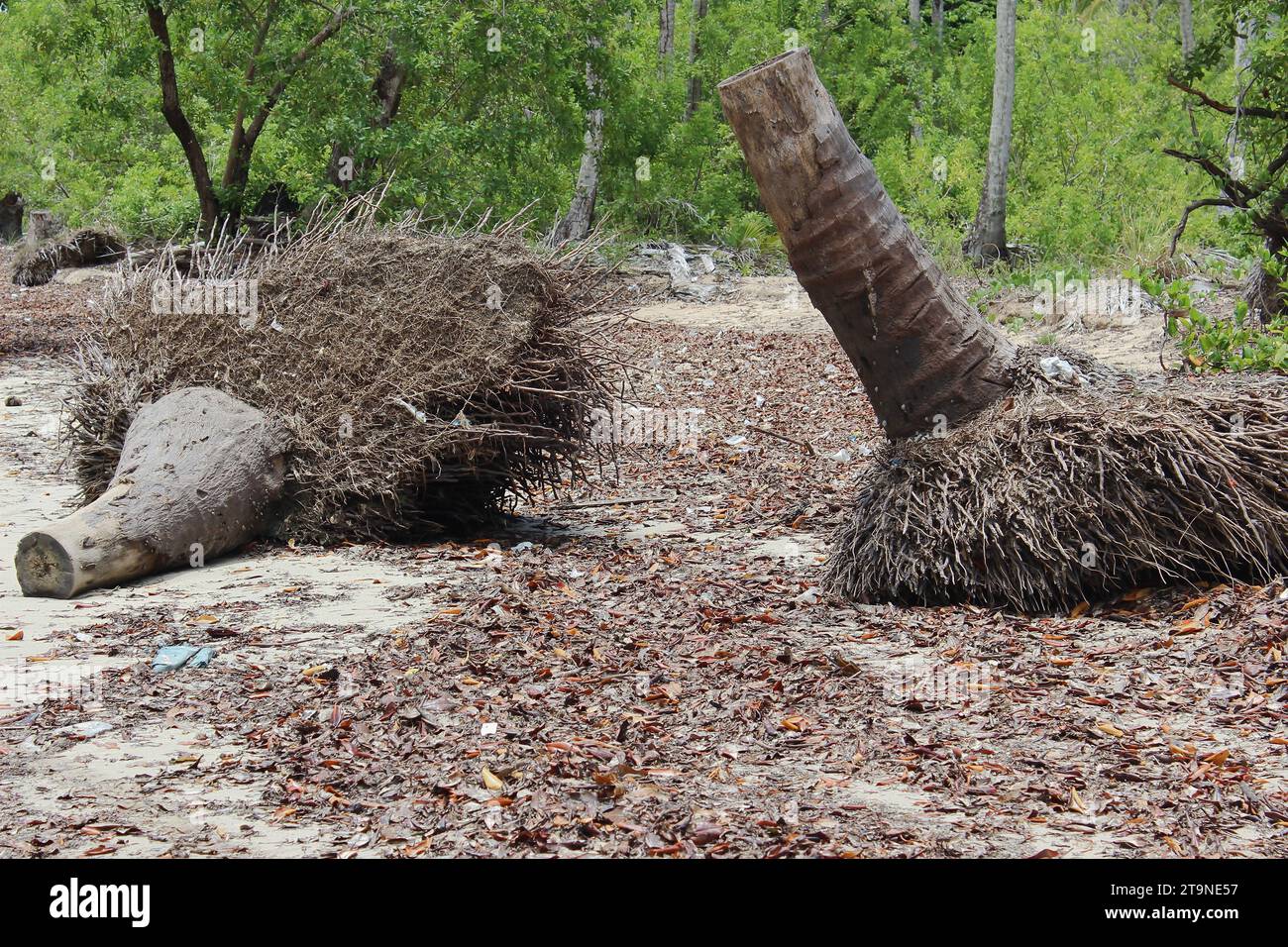 Dramatic landscape with dead palm tree trunks, cut, with roots exposed