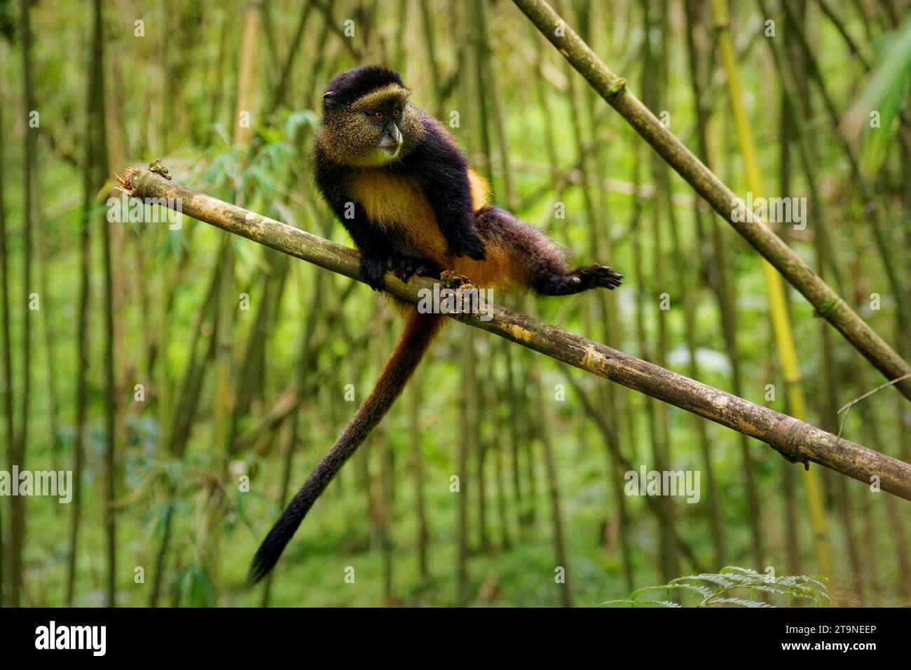 Golden Monkey - Cercopithecus kandti originally subspecies of Blue ...