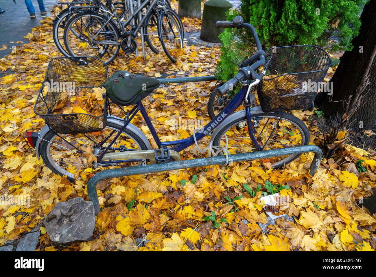 Autumn, leaves, bicycle parking, parking space, bicycles standing on