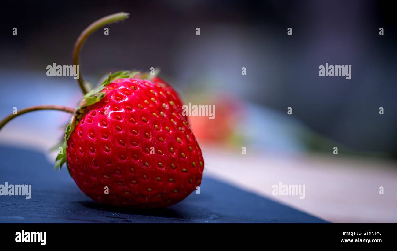 Close up of fresh strawberry showing seeds achenes. Details of a fresh ...