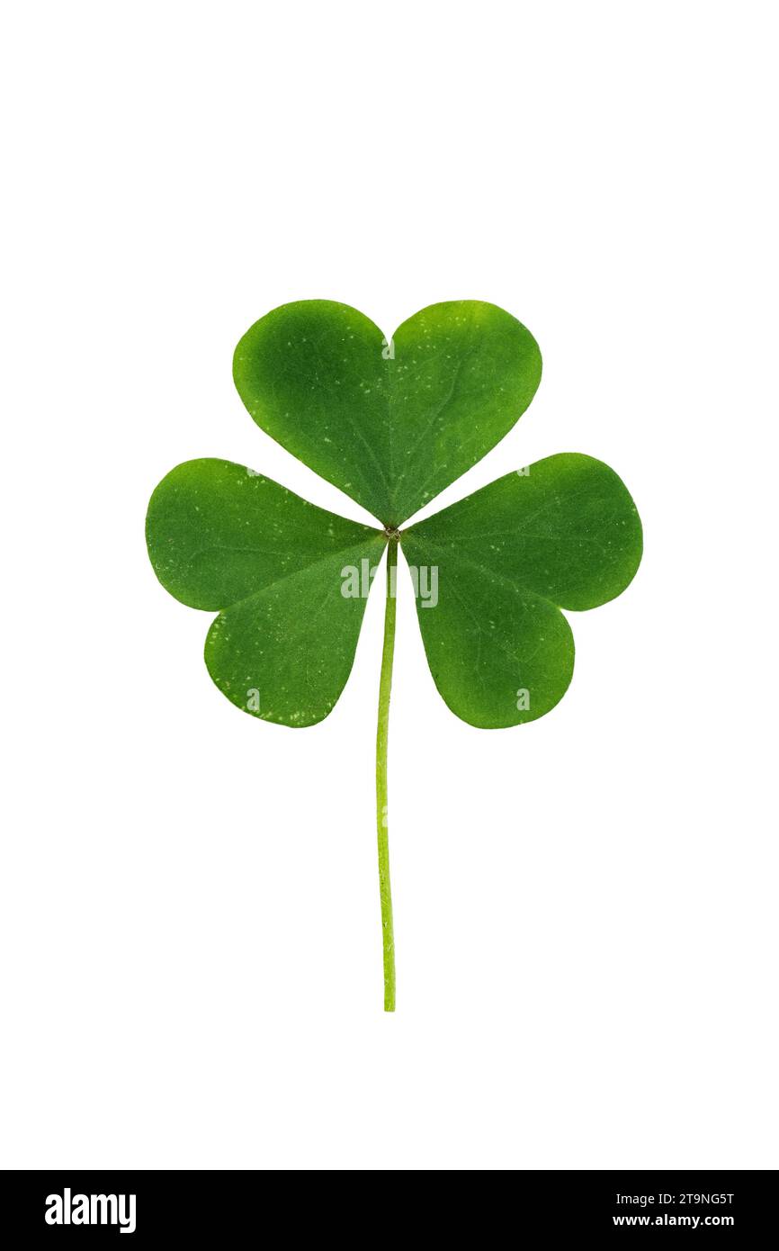 Green shamrock leaf isolated on white background. Three-leaved clover leaf for design. Symbol of St. Patrick's day holiday. Stock Photo