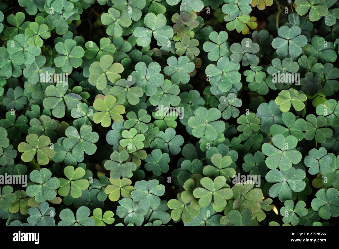 Shamrock leaf wallpaper. St. Patrick's holiday greeting card. Three-leaved clover leaf background, symbol of st. Patrick's day. Stock Photo