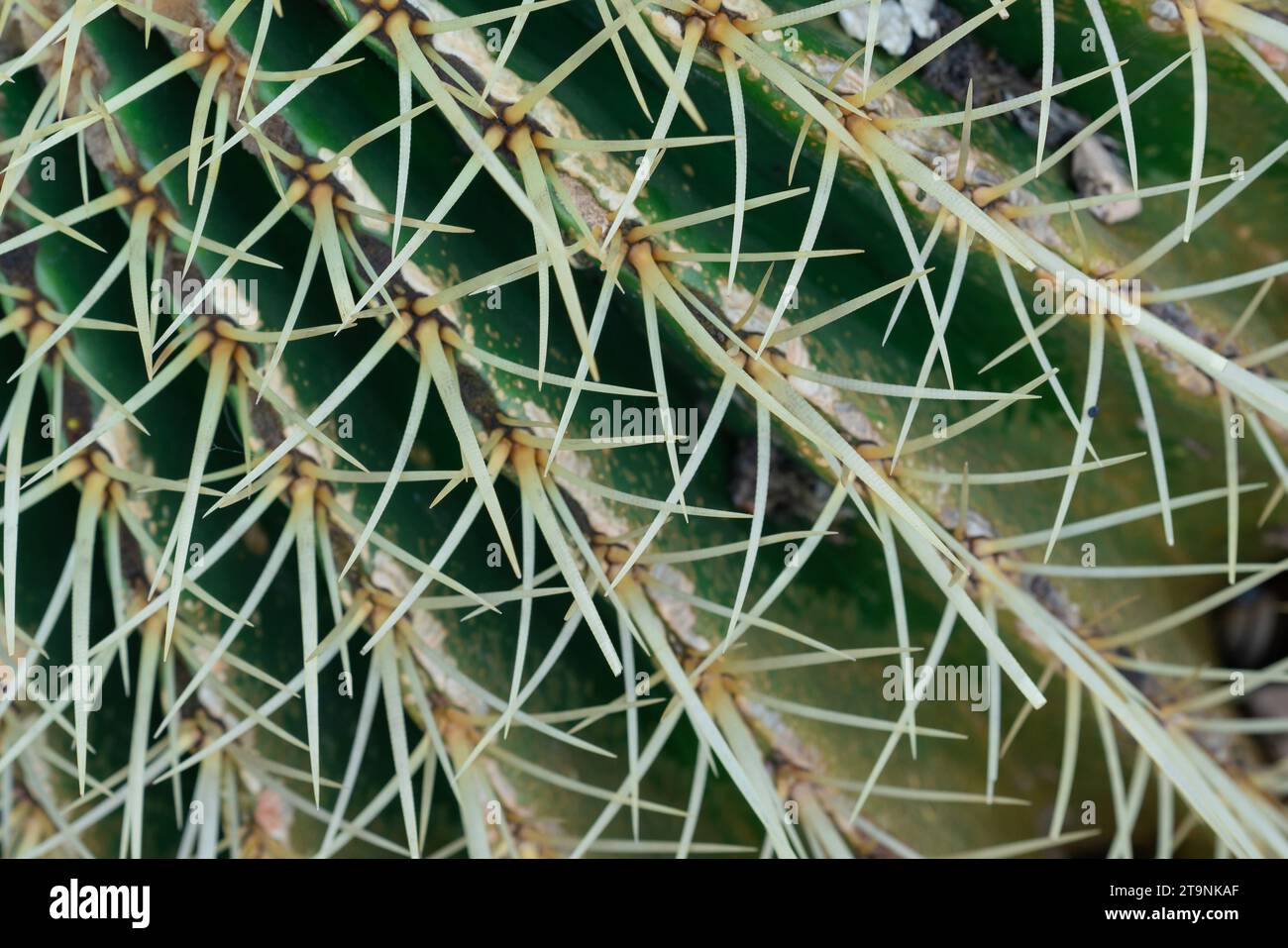 Cactus needles close-up, green succulent close-up, cactus texture, lawny  natural background Stock Photo - Alamy