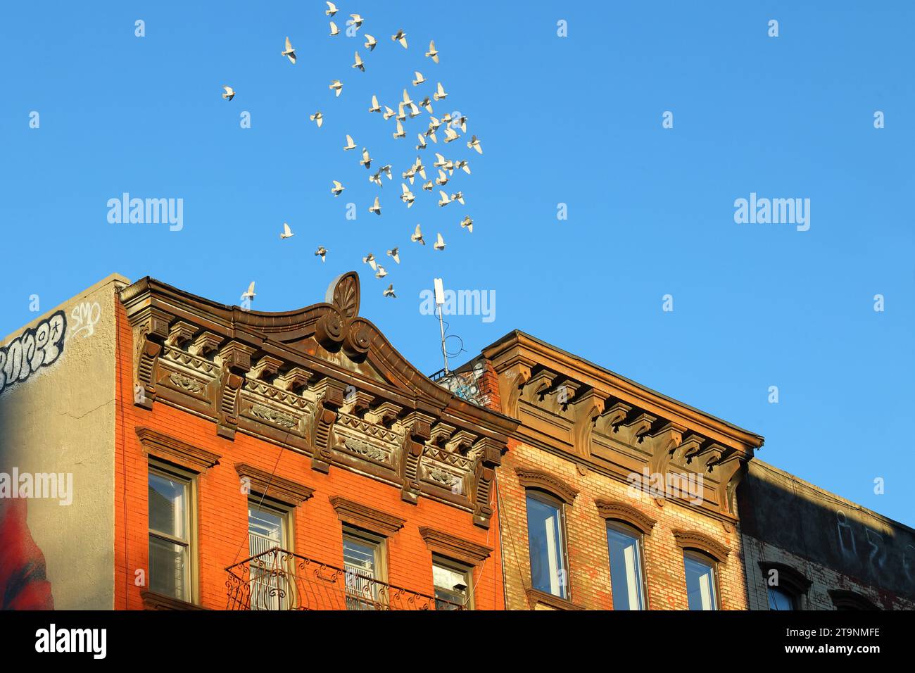 A flock of pigeons circle over New York City tenement buildings in a hobby and sport called pigeon whispering Stock Photo