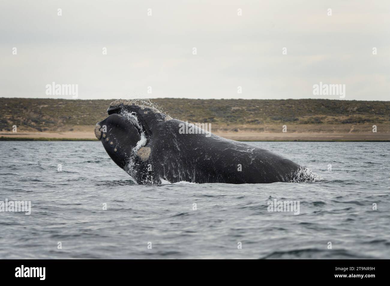 Southern right whale is breaching around the Valdés peninsula. Rare