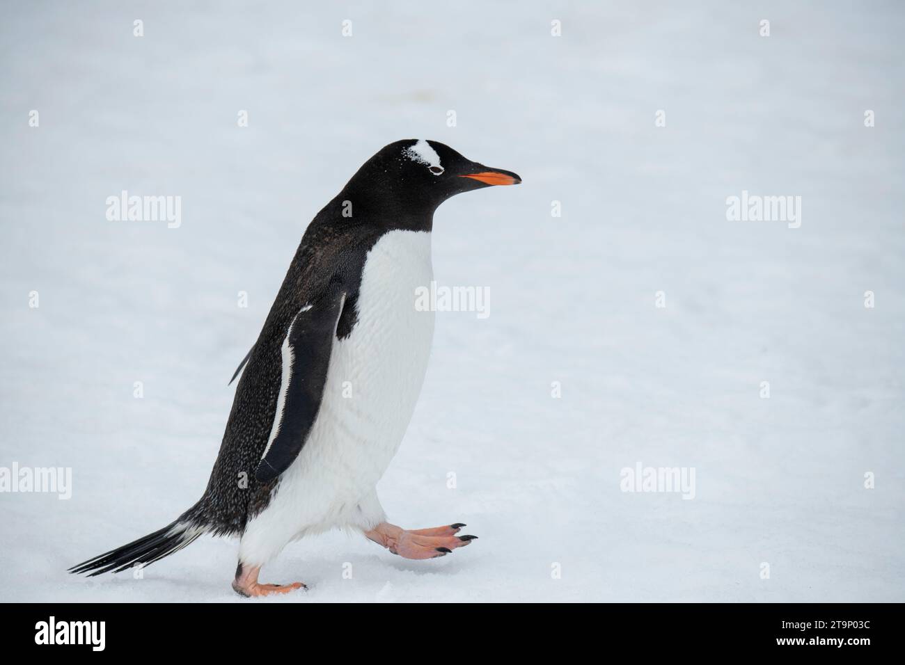 Antarctica, Brown Bluff. Gentoo penguin. Stock Photo