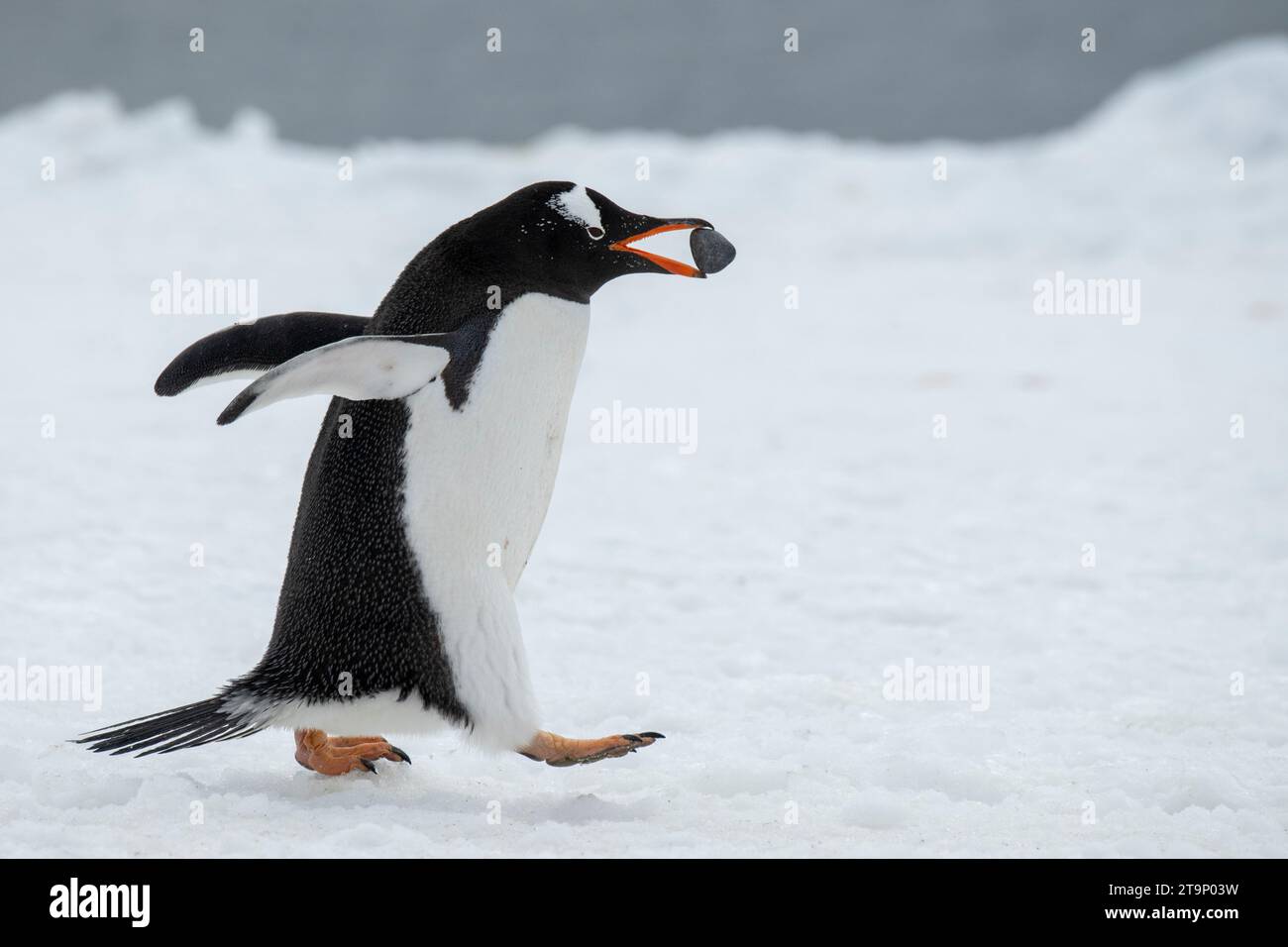 Antarctica, Brown Bluff. Gentoo penguin with nesting stone, courtship
