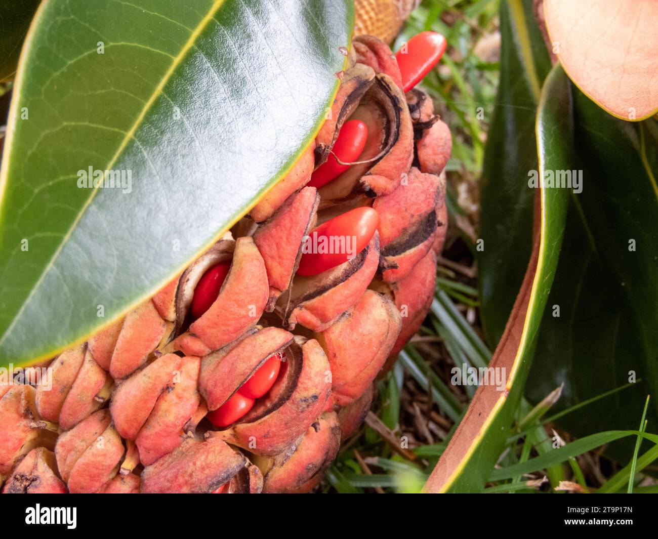Magnolia grandiflora, southern magnolia or bull bay tree aggregate fruit with bright red seeds closeup. Stock Photo