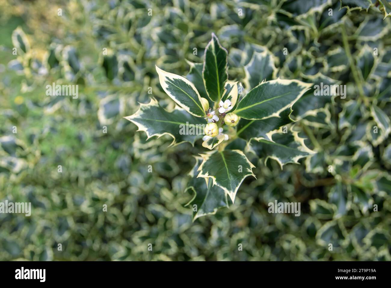 Ilex aquifolium variegated female plant with white four-lobed flowers and unripe fruits. Christmas holly in the garden. Evergreen shrub cultivar. Stock Photo