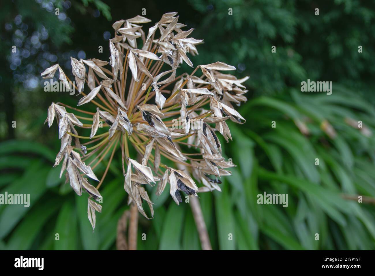 Agapanthus praecox pseudo-umbel with mature three-sided capsules split open fruits with black flattened winged seeds. Blue lily or lily of the Nile or Stock Photo