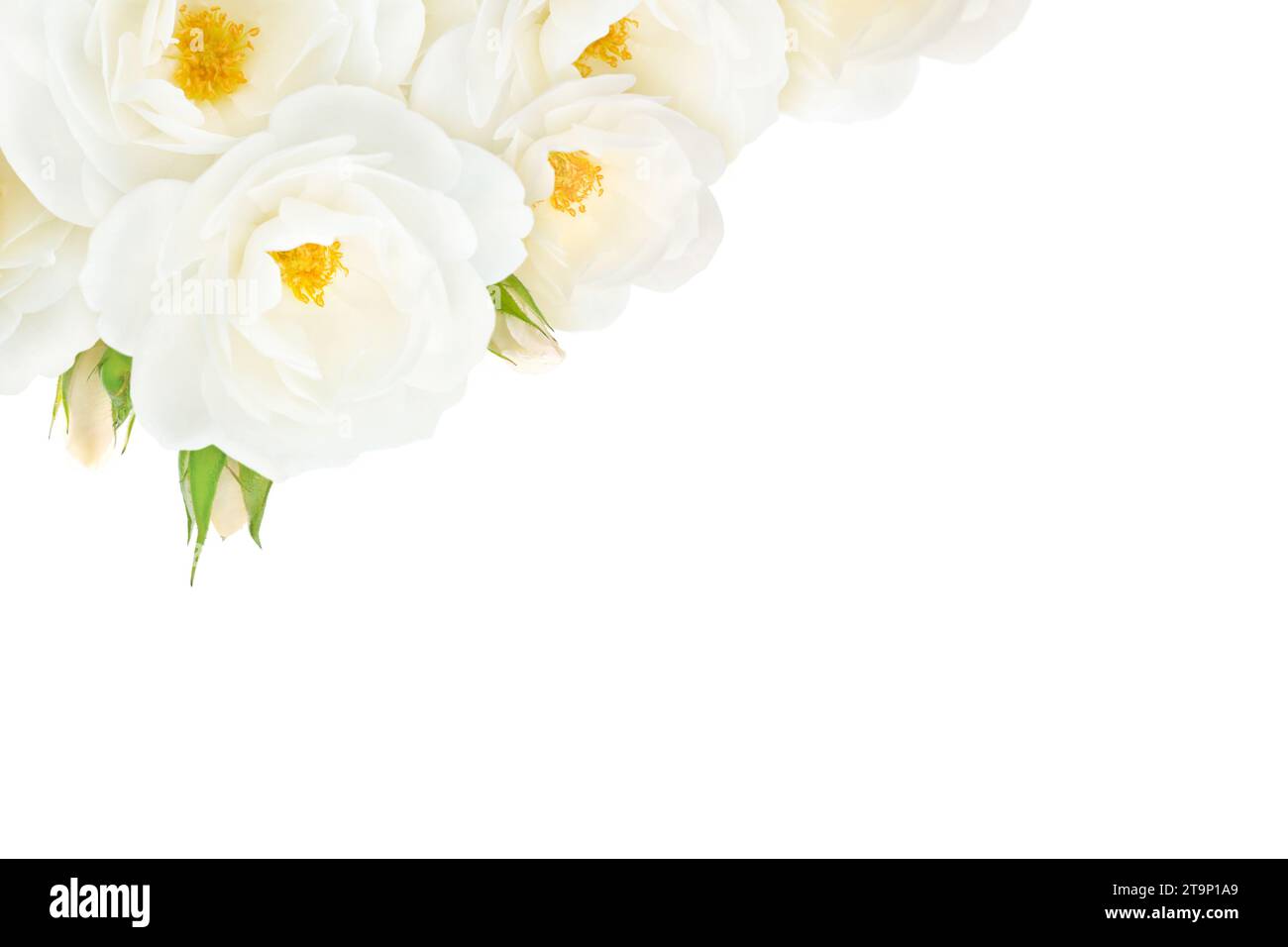 White roses and buds in the corner isolated on the white background. Floral greeting card or invitation. Stock Photo