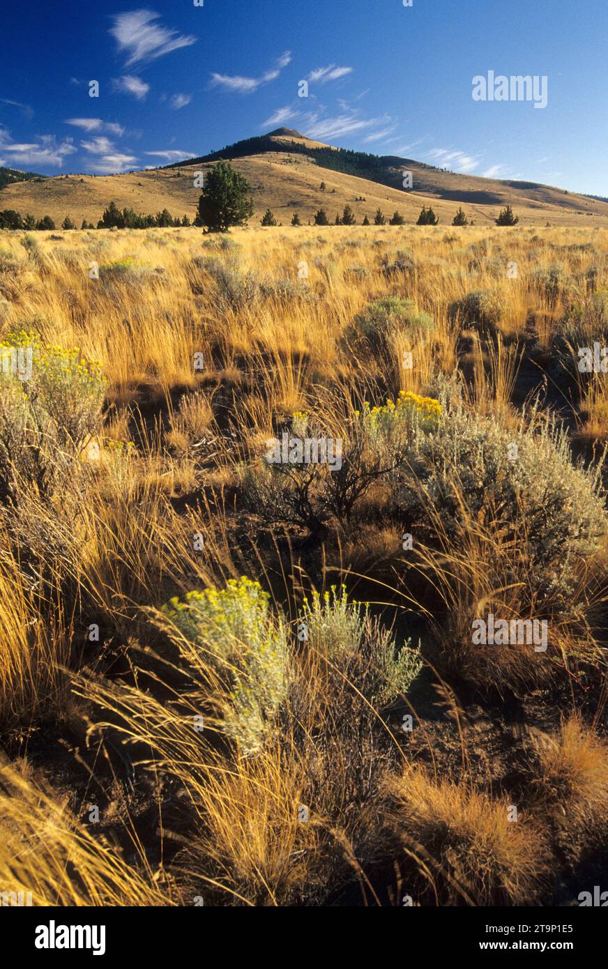 Rangeland along pine mountain rd hi-res stock photography and images ...