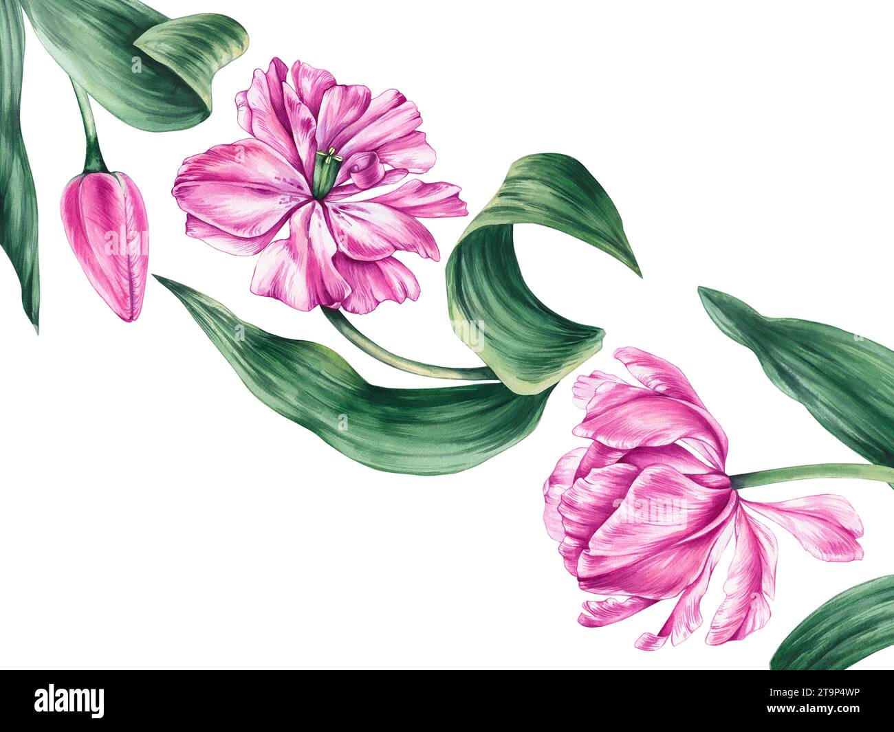 Watercolor pink border template on a white background. Watercolor hand ...