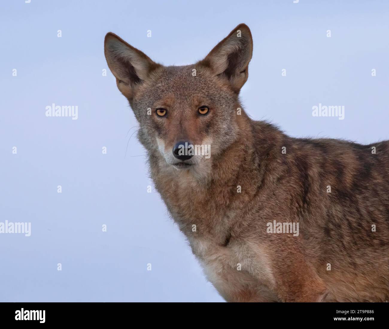 Portrait of Coyote of  Galveston Island (hybrid of coyote and red wolf) Stock Photo