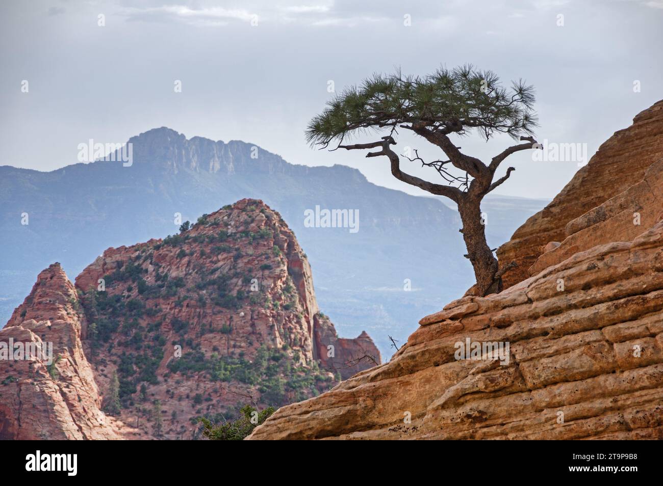 lone pine tree growing on a sandstone cliff in Zion National Park Stock Photo