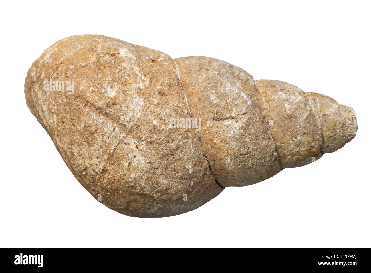 snail fossil cast isolated with white background Stock Photo